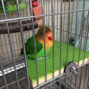 KINTOR Bird Perch Stand Birdcage Platform for Small Medium Parrot Rat Small Animal 7inch Green - Bird Perch Stand Birdcage Platform for Small Medium Parrot Rat Small Animal