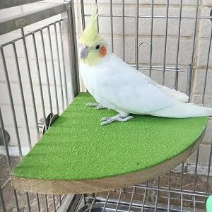 KINTOR Bird Perch Stand Birdcage Platform for Small Medium Parrot Rat Small Animal 7inch Green - Bird Perch Stand Birdcage Platform for Small Medium Parrot Rat Small Animal