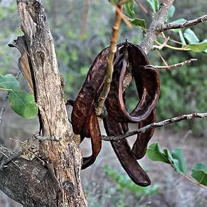 Oriental Nature Dehydrated Carob 500 g - Carrube