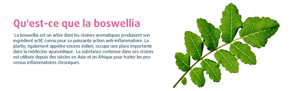 Haya Labs Boswellia 250mg 100 capsules - boswelia