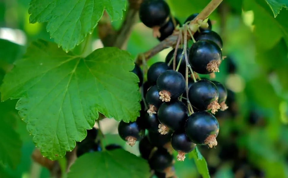 French Organic Blackcurrant 100 ml | Drinking Solution for Fresh Plants | Joint Care Joint Mobility Joint Pain | Certified AB Certified France | Laboratory SYNERGIA - cassis