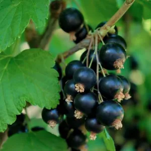 French Organic Blackcurrant 100 ml | Drinking Solution for Fresh Plants | Joint Care Joint Mobility Joint Pain | Certified AB Certified France | Laboratory SYNERGIA - Cassis bio