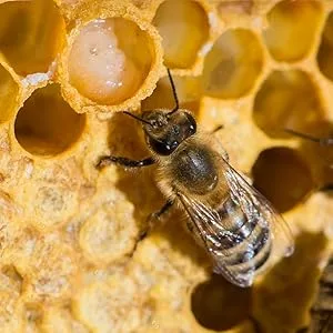 Organic Royal Jelly - 60g - product information 2