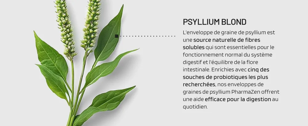 Psyllium Blond with Probiotics 1400 mg - 99% Pure Integuments - 60 Capsules - Transit Digestion Intestinal Function - Dietary Fiber with Psyllium Husk & Probiotic Complex 6 Billion CFU - Téguments de Psyllium blond