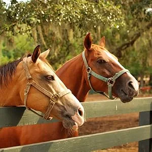 Prince Equin - LITHOTHAMNE - Horse nutritional supplement - 1 kg bucket - Natural calcium - Helps regulate gastric acidity - - cheval chevaux poney