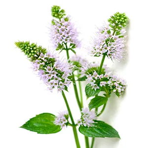 ORIGEENS ORGANIC PEPPERMINT LEAVES 150g | Dried Mint for Iced Tea and Cooking | Loose Leaf Infusion - product information 6