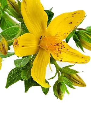 St John's Wort 500mg - 200 Tablets - product information 3