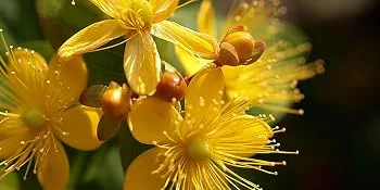 St John's Wort 500mg - 200 Tablets - product information 4