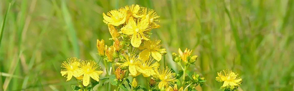 St John's Wort 500mg - 200 Tablets - product information 5