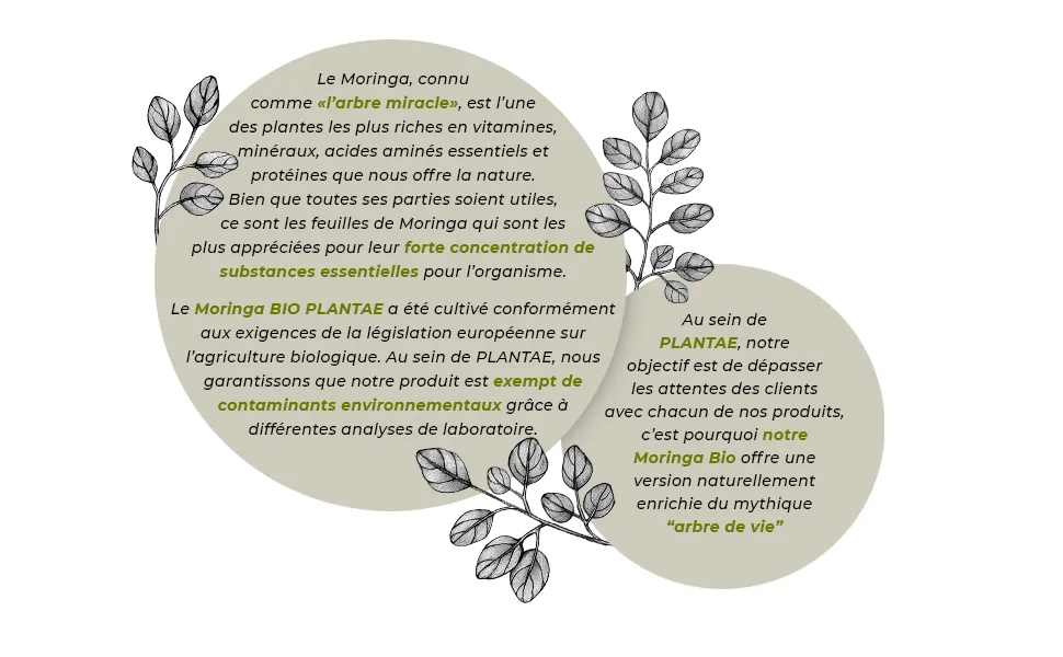 Moringa Organic *Plantae* 90 Herbal Capsules * Nutrient Concentrate * Superfood + Organic + Energy * - MORINGA