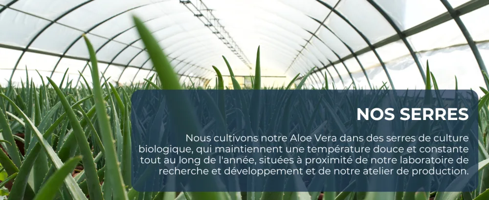 Benessence - Aloe Blueberries: Aloe Vera Juice with Blueberries - 1L - serre