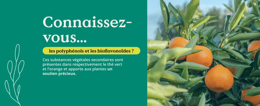Multivitamin Complex 180 vegan capsules vitamins A-Z and minerals green tea extract citrus bioflavonoids high dosage bioactive forms laboratory-controlled without unnecessary additives - Complexe Multivitaminé gélules véganes vitamines A-Z minéraux extrait thé vert bioflavonoïdes