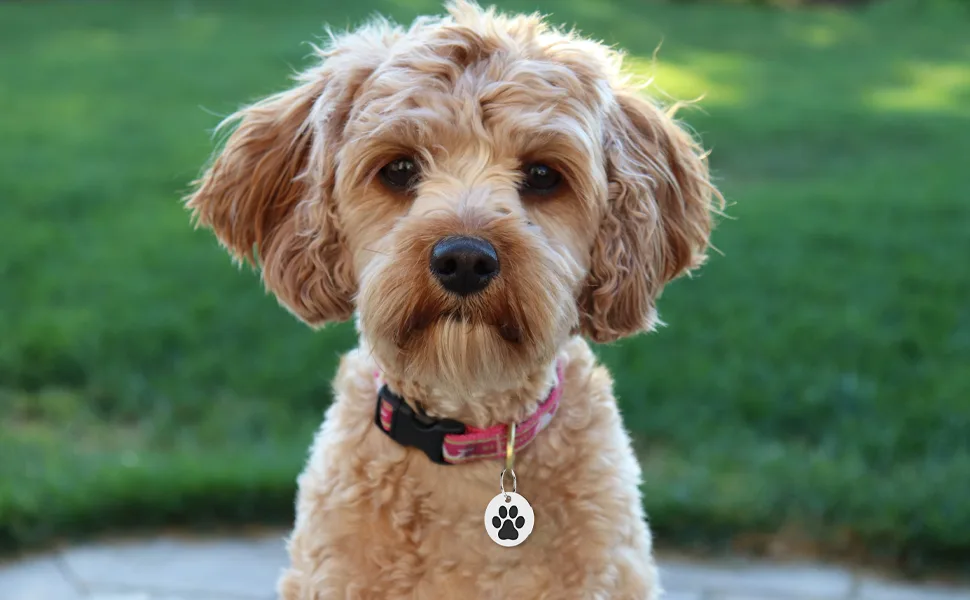 MYLUCKYTAG Stainless Steel QR Code Pet ID Tags Cat Tags - Pet Online Profile - Scan QR Receive Instant Pet Location Alert Email Help Me Im Lost,silver - MYLUCKYTAG QR Code Cat&Dog Tags