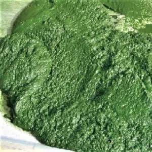 Organic Spirulina 500 mg - 1000 Tablets - product information 5
