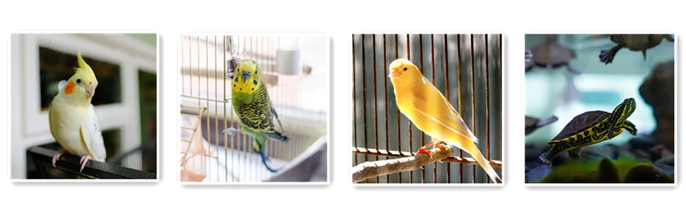 Jmxu's 5"-5.5" Bird Cuttlebone for Parakeets, Cuddle Bone with Metal Holder, Chewing Cuttlefish Bone for Sharp Beaks, Natural Birds Calcium Suitable for Parrots Cockatiels Budgie 6 pack-5"-5.5" each - llll