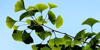 Ginkgo Biloba Powder | 100g Bag | Memory and Concentration | Micro-Circulation | Made in Occitania | Nature AZ - gingko feuilles