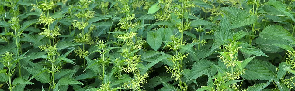 Organic Nettle Leaf - 210mg - 200 Vegetable Capsules - image 2