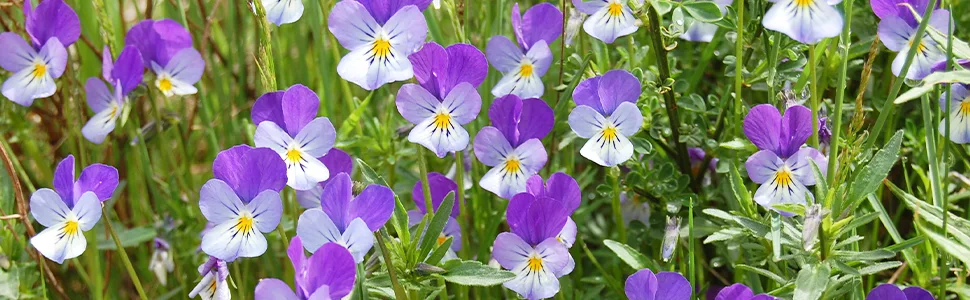 Organic Wild Pansy - 220 mg - 200 vegetable capsules - image 2