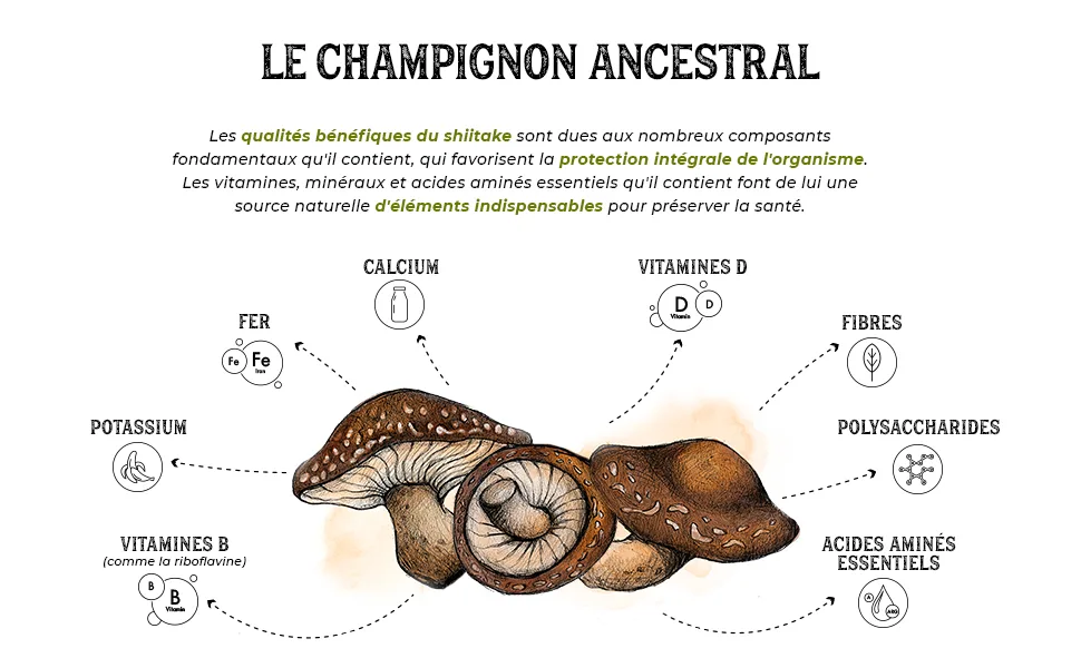 Organic Shiitake * Plantae * 60 Vegetable Capsules * Strengthens the Immune System * 50% Polysaccharides + 15% Beta Glucans * - COMPONENTES