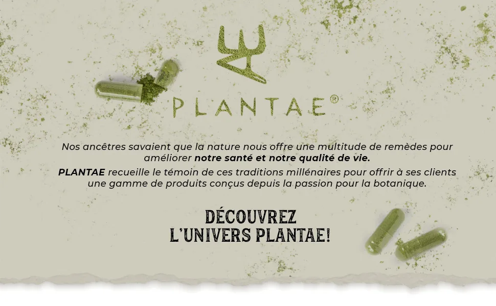 Organic Shiitake * Plantae * 60 Vegetable Capsules * Strengthens the Immune System * 50% Polysaccharides + 15% Beta Glucans * - PLANTAE