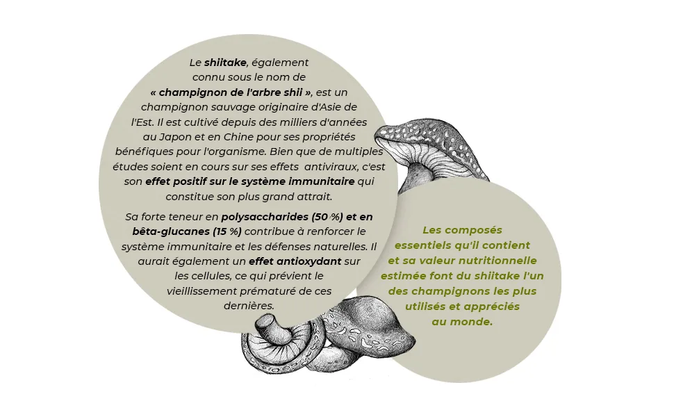 Organic Shiitake * Plantae * 60 Vegetable Capsules * Strengthens the Immune System * 50% Polysaccharides + 15% Beta Glucans * - SHIITAKE