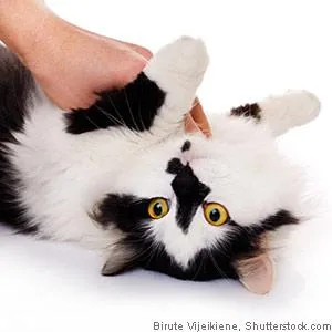 Four Paws Magic Coat Professional Series Love Glove Cat Grooming Mitt - product information 6