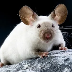Supreme Tiny Friends Farm Reggie Rat and Mimi Mouse Tasty Mix 2lb - Mouse