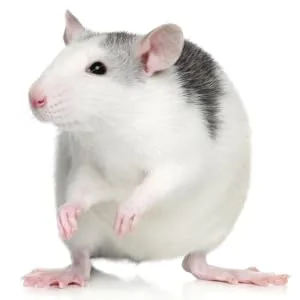 Supreme Tiny Friends Farm Reggie Rat and Mimi Mouse Tasty Mix 2lb - Reggie Rat