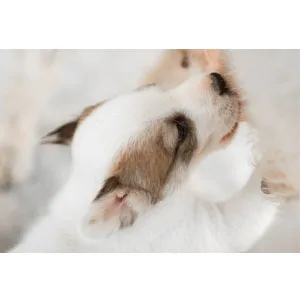 Hartz Powdered Kitten Milk Replacer Formula - 11Oz - product information 3
