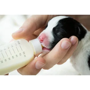 Hartz Powdered Kitten Milk Replacer Formula - 11Oz - product information 4