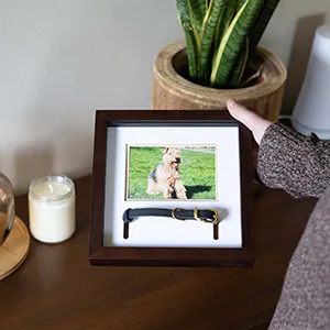 Pearhead Pet Collar Keepsake Picture Frame Espresso Collar Frame - Pet owner holding pet frame with dog photo and dog collar displayed inside