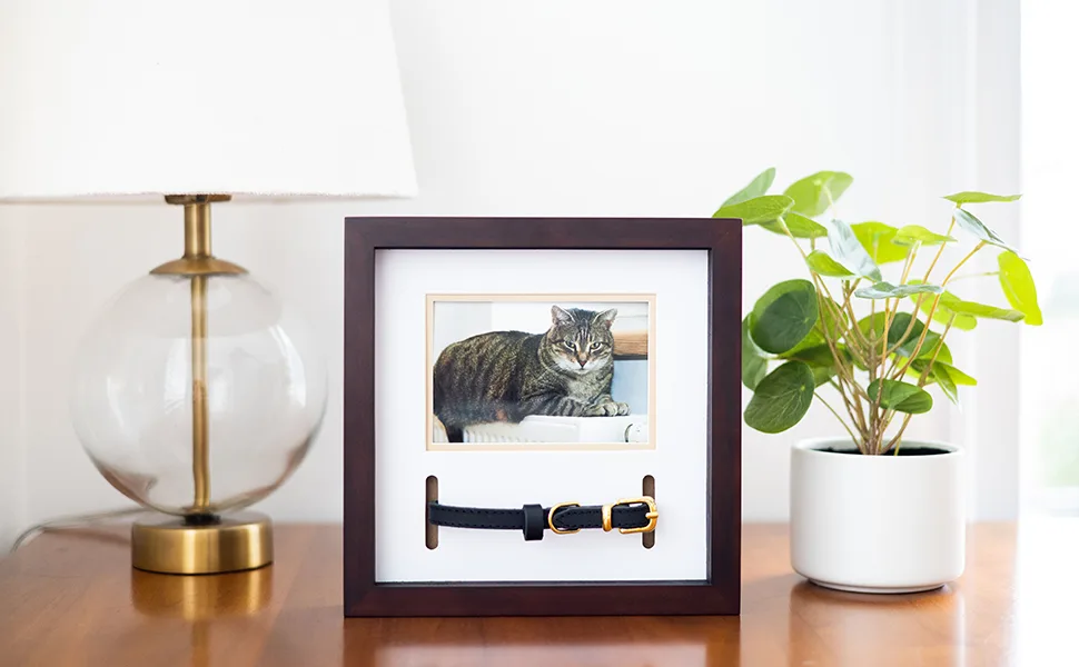 Pearhead Pet Collar Keepsake Picture Frame Espresso Collar Frame - Pet remembrance frame displayed on shelf in pet owner home