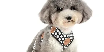 SMALLLEE_Lucky_Store New Soft Mesh Nylon Vest Pet Cat Small Medium Dog Harness Dog Leash Set Red Medium ( Chest:25-48cm/10"-18") - puppy harness