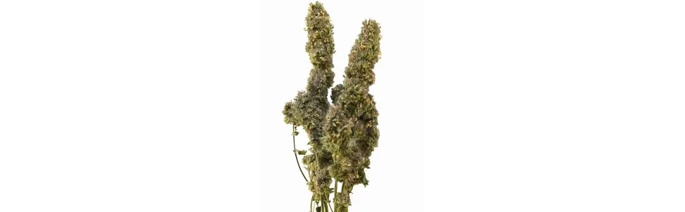 From The Field Catnip Buds 1 Ounce - Fresh Catnip Buds