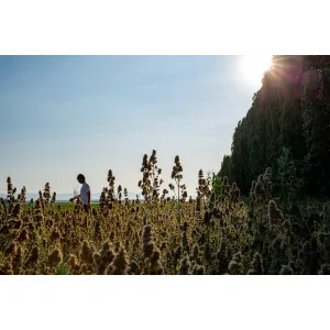 From The Field Catnip Buds 1 Ounce - Our Catnip Buds Field