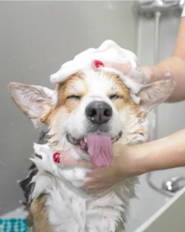 Nature's Specialties Foo Foo Almond Essence Cologne for Dogs Cats, Non-Toxic Biodegradable 8 Ounce - NS Shampoo Conditioner photo brand Story