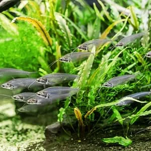 Hikari Usa Inc AHK21328 tropical Algae Wafer 8.8-Ounce - Fish