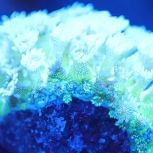 Kraken Reef UV Coral Viewing Glasses - Original Image
