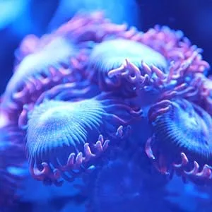 Kraken Reef UV Coral Viewing Glasses - Original Image