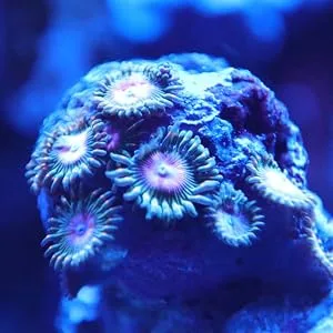 Kraken Reef UV Coral Viewing Glasses - Original Image