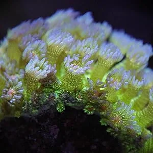 Kraken Reef UV Coral Viewing Glasses - With Glasses