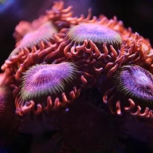 Kraken Reef UV Coral Viewing Glasses - With Glasses