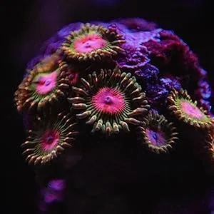 Kraken Reef UV Coral Viewing Glasses - With Glasses