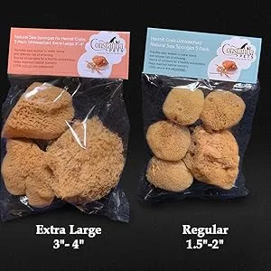 Constantia Pets Hermit Crab Real Sea Sponges - 5 Pack Unbleached, Provides Nutrients, Safer Drinking and Helps Maintain Habitat Tank Humidity - Constantia Pets Unbleached Real Natural Sea Sponges for Hermit Crabs