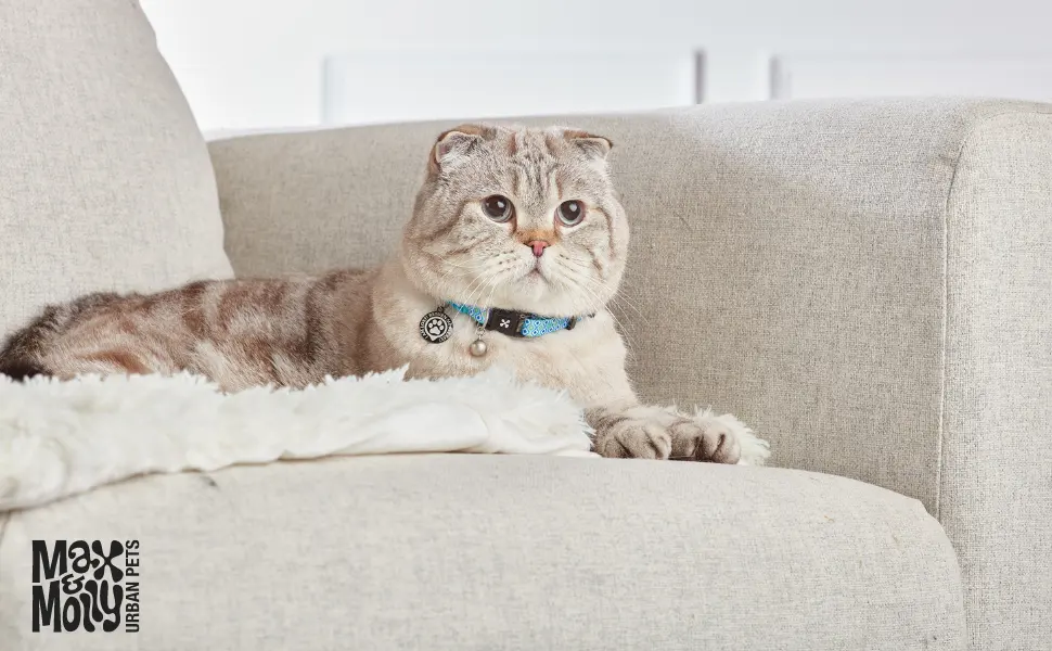 Max & Molly Classic Adjustable Smart ID Fashion Cat Collar with Safety Bell and Breakaway Buckle Hibiscus - max and molly cat collars couch picture
