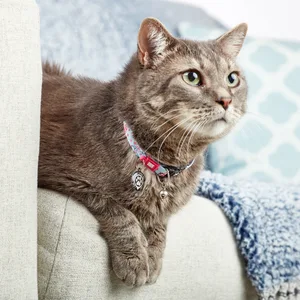 Max & Molly Classic Adjustable Smart ID Fashion Cat Collar with Safety Bell and Breakaway Buckle Hibiscus - max molly cherry bloom cat collar