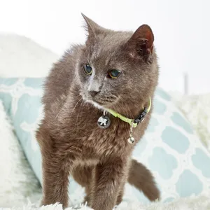 Max & Molly Classic Adjustable Smart ID Fashion Cat Collar with Safety Bell and Breakaway Buckle Hibiscus - older cat with collar max molly brown