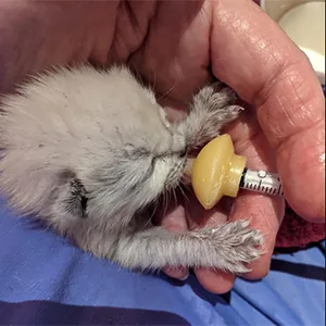Xuanda Mini Pet Feeding Bottle and Syringes with Nipples for Small Cat Dog Animals (Model 4) - product information 6