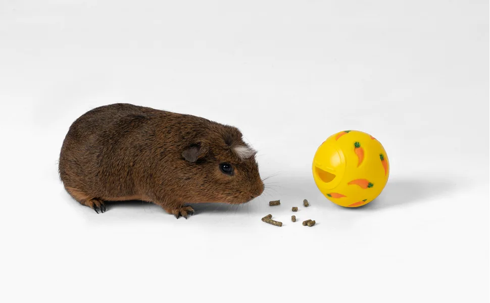 Niteangel Treat Ball, Snack Ball for Small Animals Small Yellow, Blue & Green - product information 5