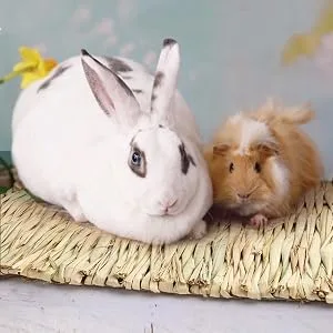 3 Pack Grass Mat for Rabbits Bunny, Woven Hay Mat for Small Animals, Natural Straw Bedding Resting Cage Mat for Guinea Pig Parrot Chinchilla Hamster Rat - rabbit grass mat